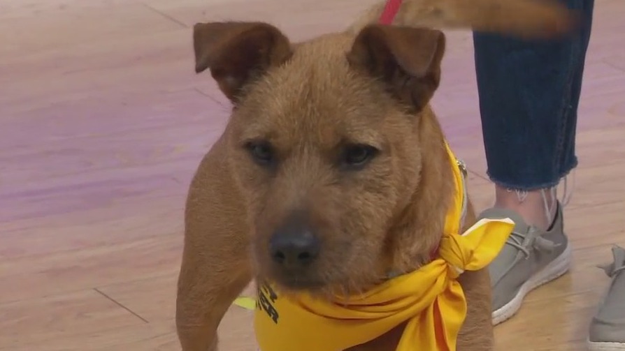 Adopt-A-Pet: Meet Kelsie