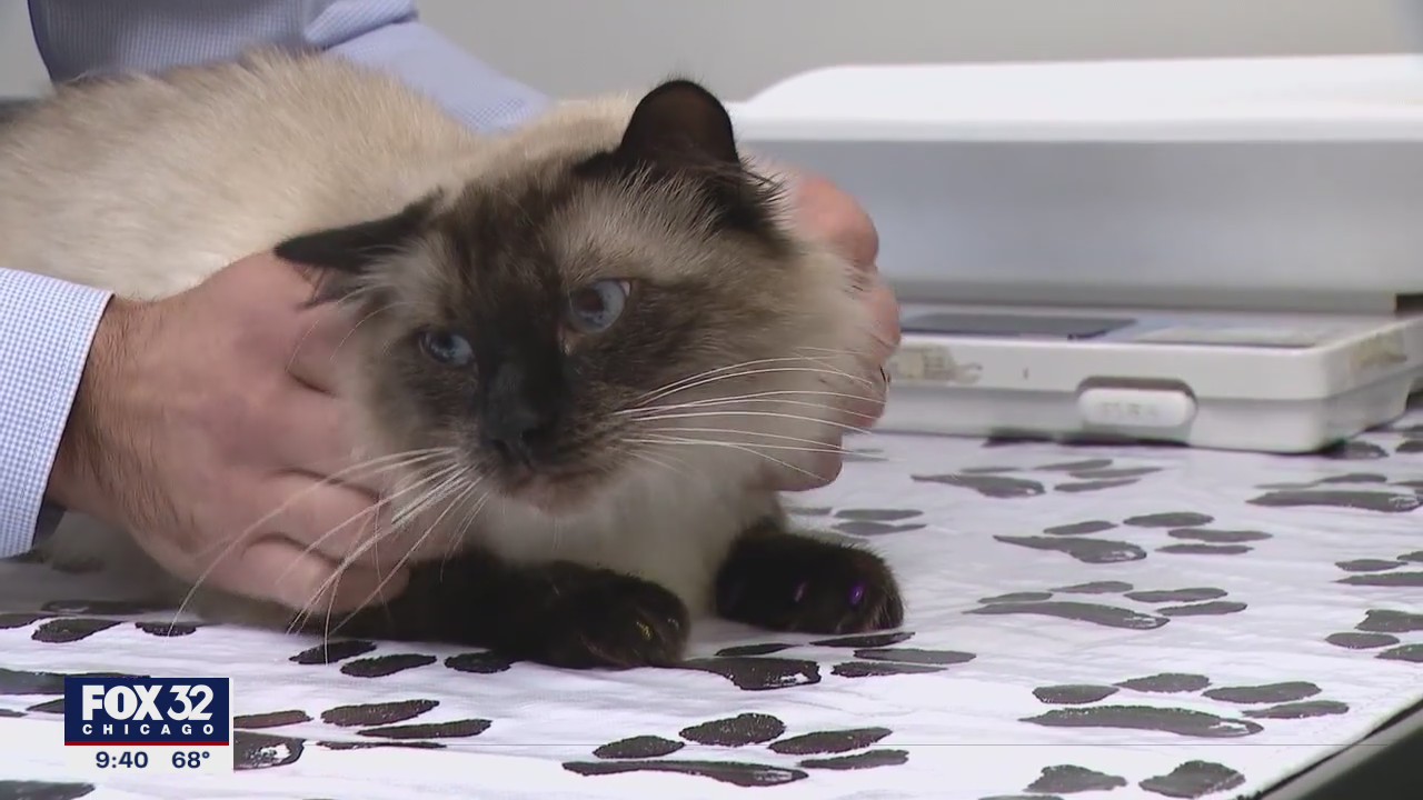 Chicago animal hospitals see shortage of doctors