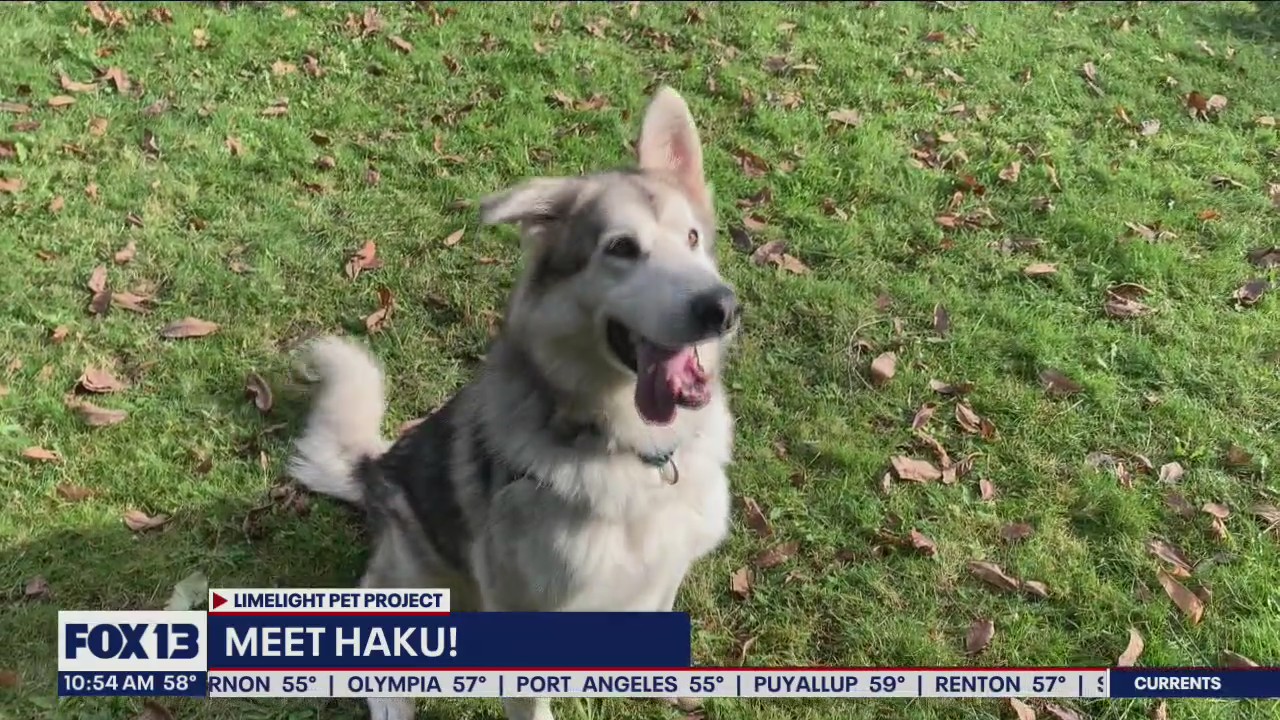 Pet of the Week: Haku