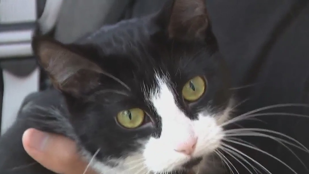 Lyft driver drives off with pet still inside