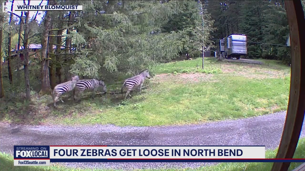 4 zebras escape on I-90 near North Bend