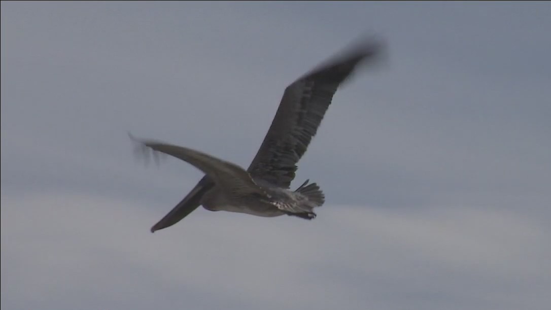 New study dives into pelican entanglements in Bay Area