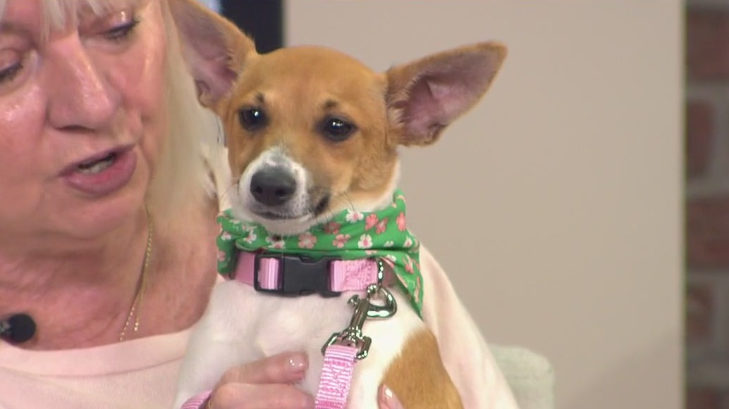 Meet FOX 13's Pet of the Week, Leia