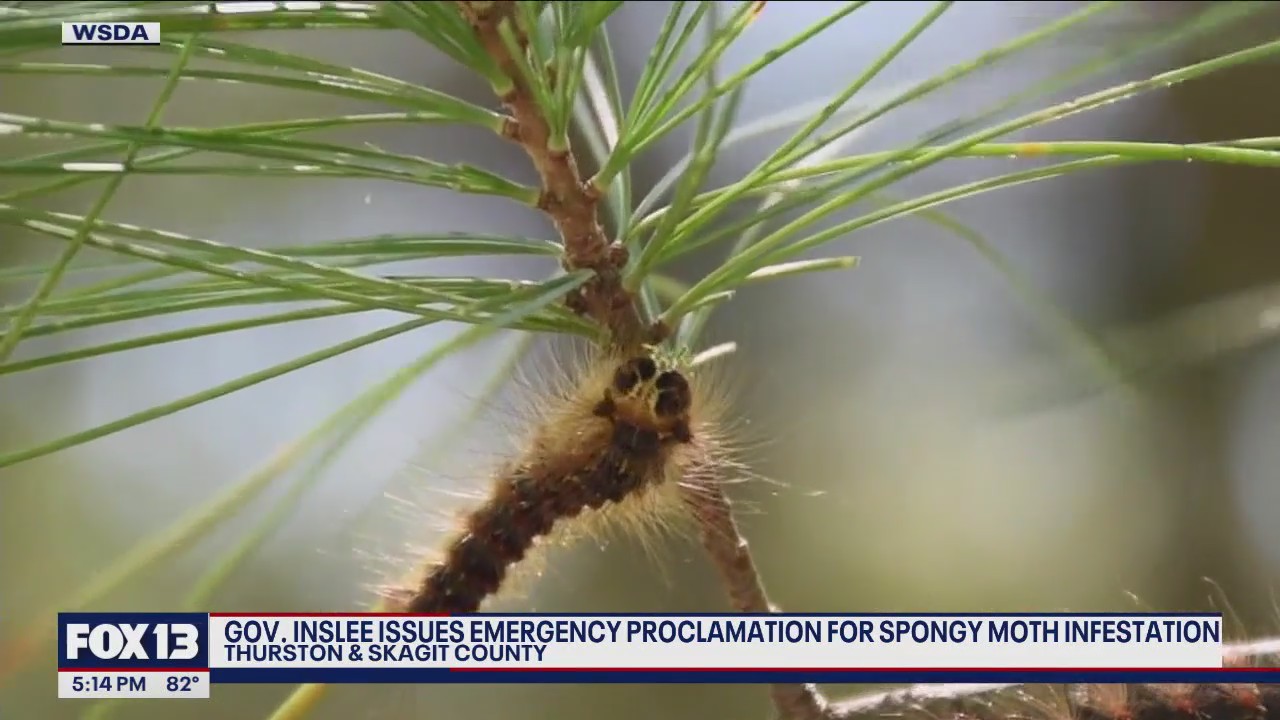 WA governor issues emergency proclamations for spongy moth infestation