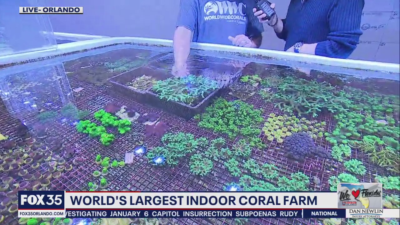 World's largest indoor coral farm