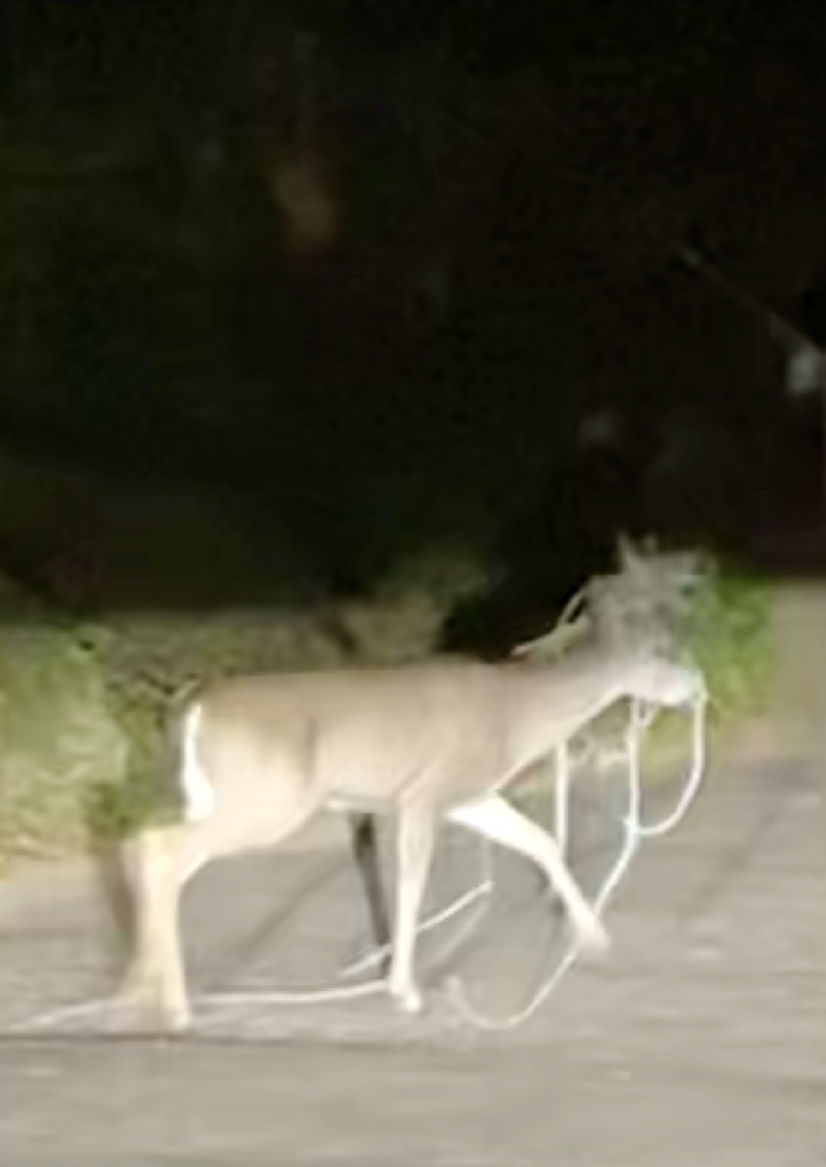 Entangled deer