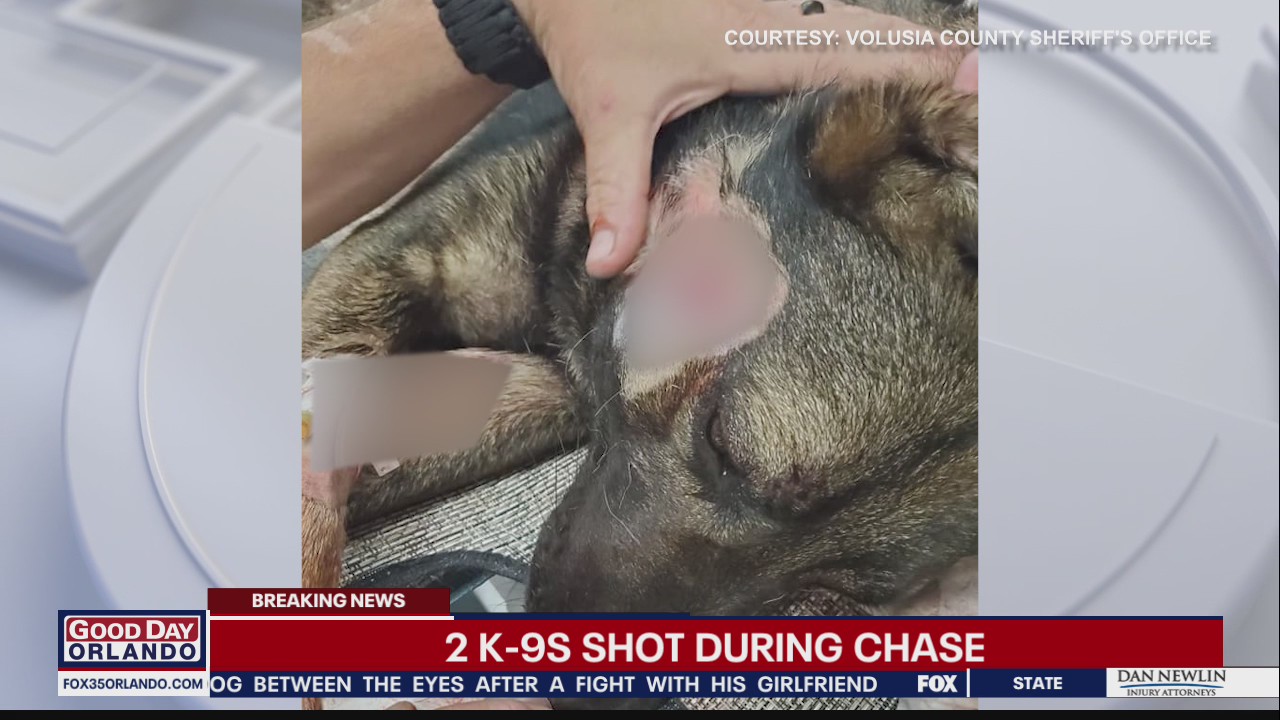 2 K-9's shot during chase in Volusia County