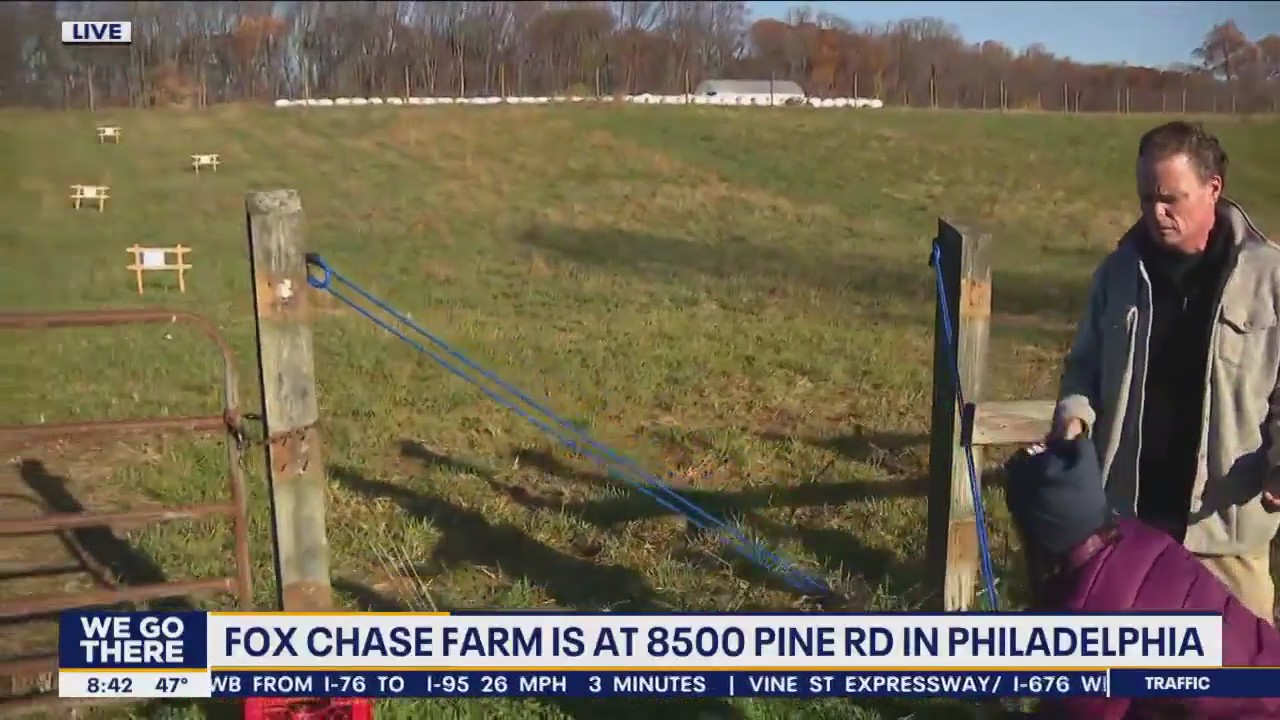 Slingshot pumpkins at Fox Chase Farm this weekend