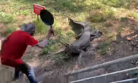 WATCH: Man fights off charging crocodile with frying pan, video goes viral