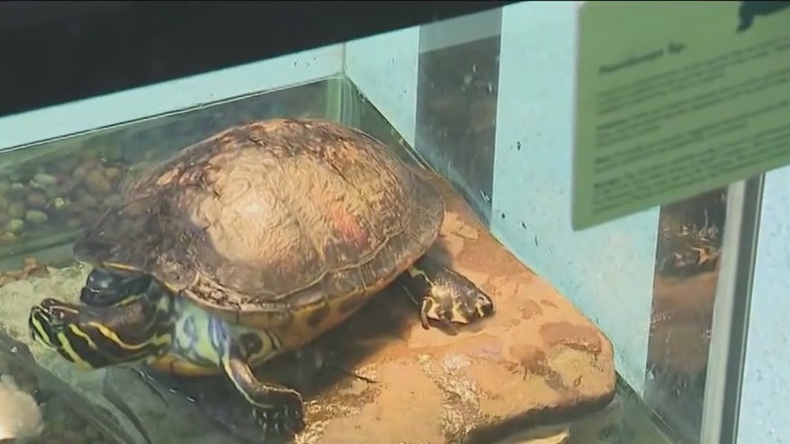 CDC: Don't kiss or snuggle turtles due to salmonella risk