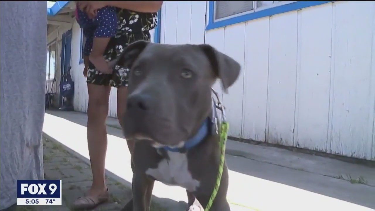 Minnesota dog insurance changes