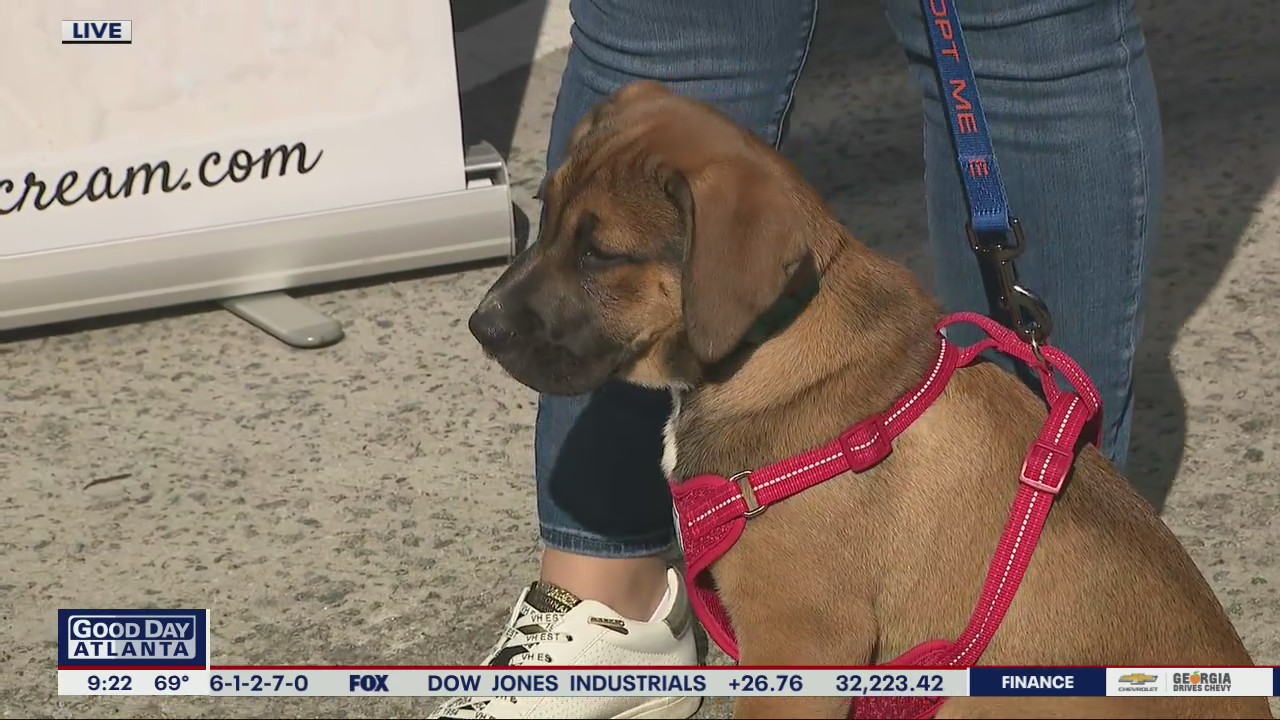 Brookhaven dog daycare hosts fundraising puppy party