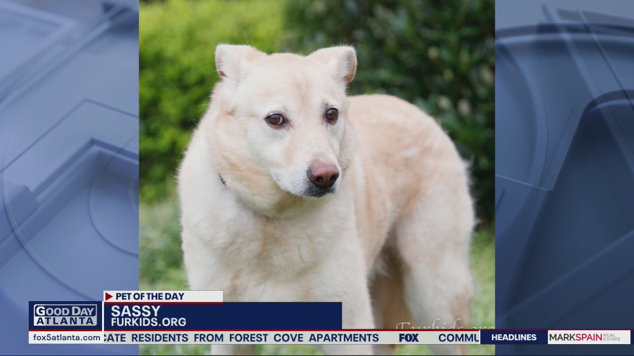 Pets of the Day from Furkids