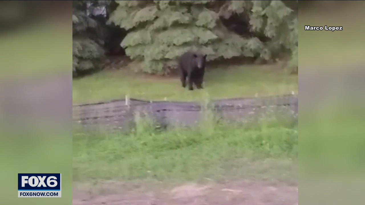 Franklin black bear sighting near 60th and Ryan