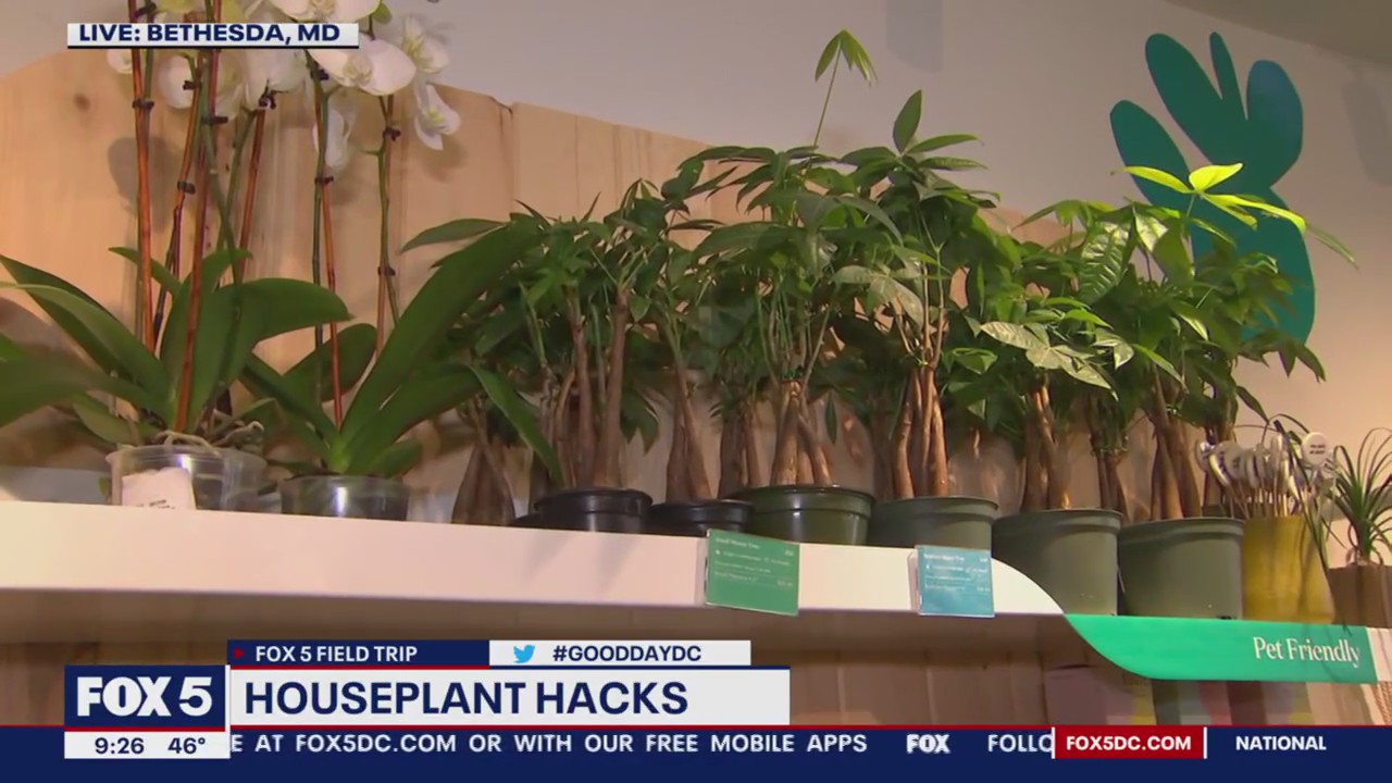 FOX 5 Field Trip: Learning houseplant hacks with The Sill