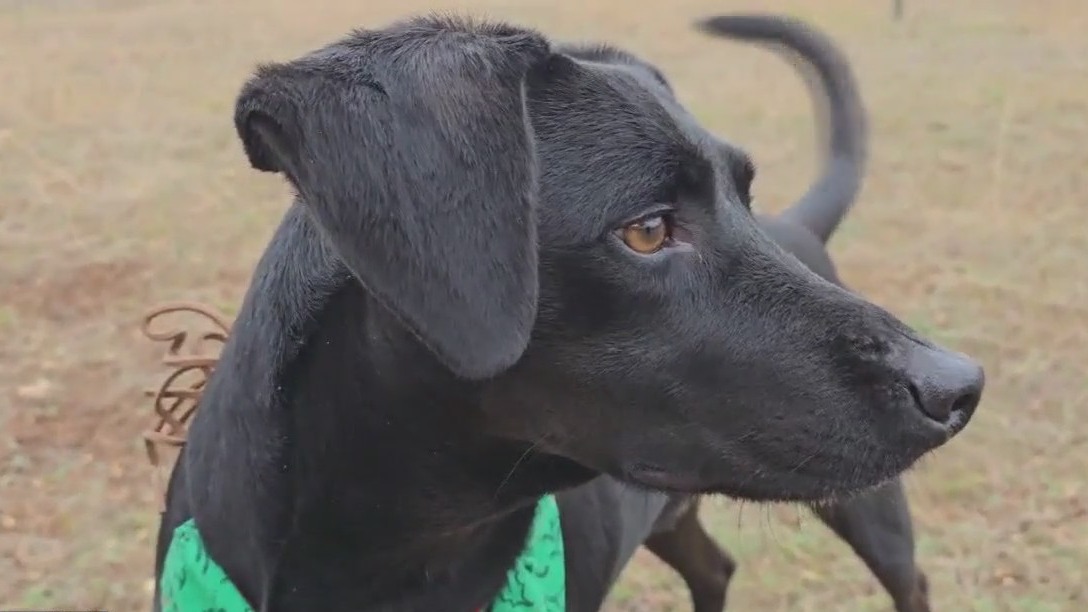 Adopt Hawk at Texas Humane Heroes!