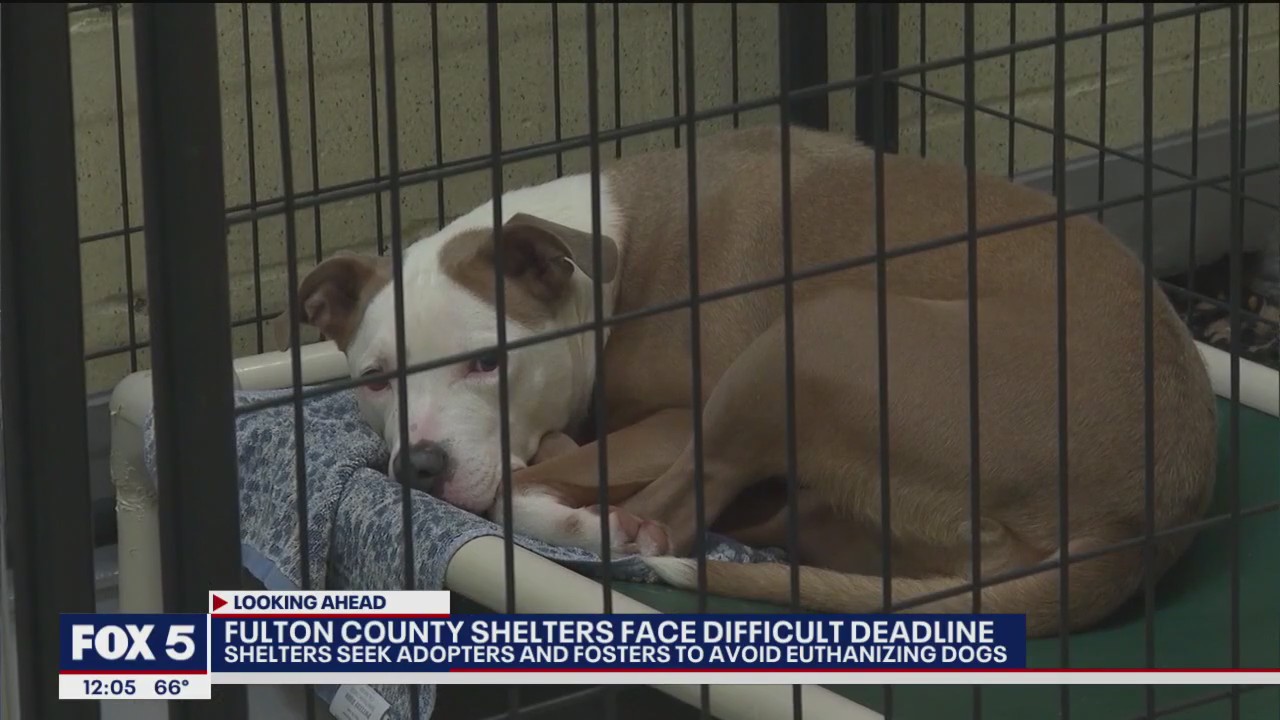Animal shelter needs your help