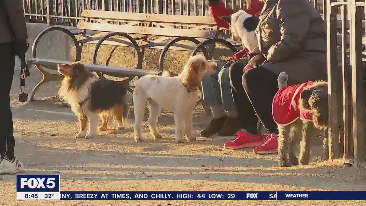 New York crowned the best city for dogs: Survey