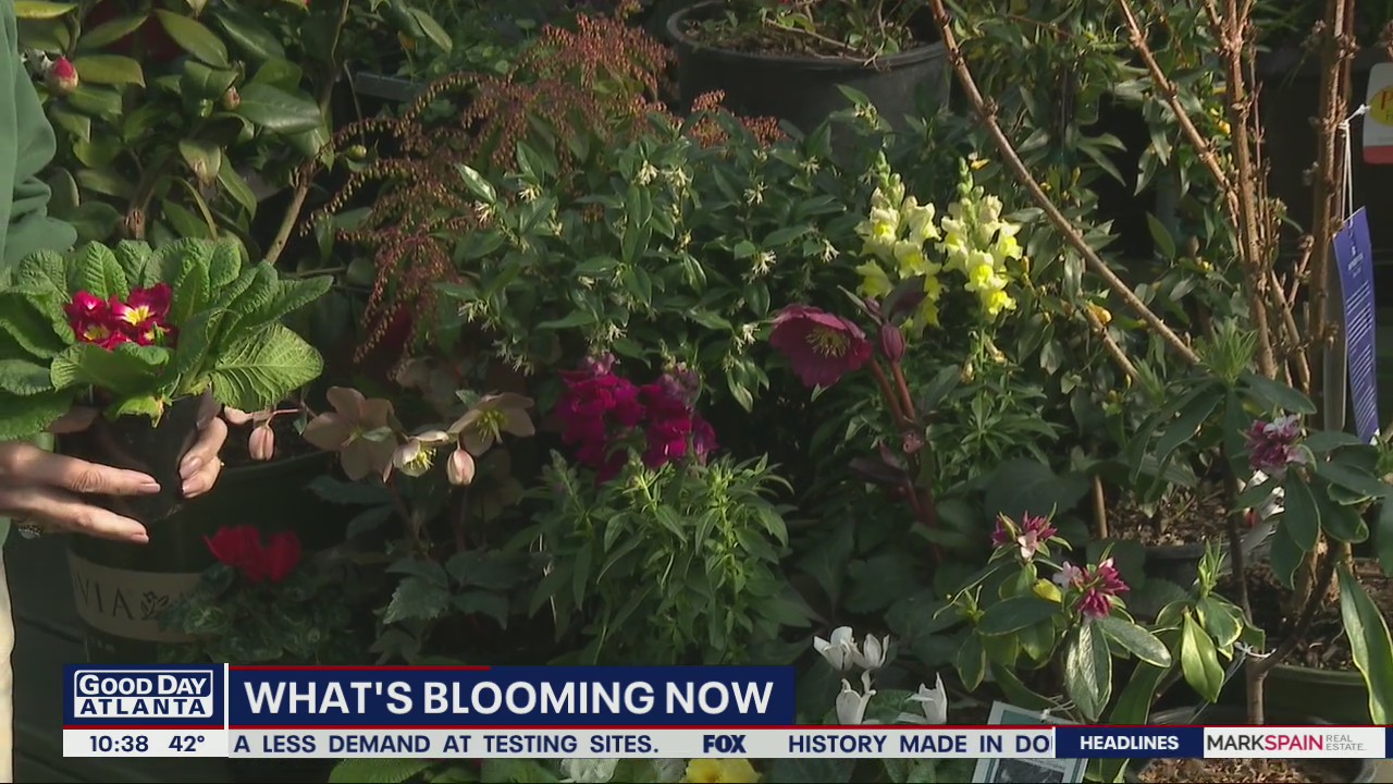 What's starting to bloom before spring