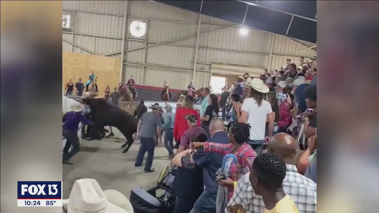 Bull ends up in stands after escaping pen