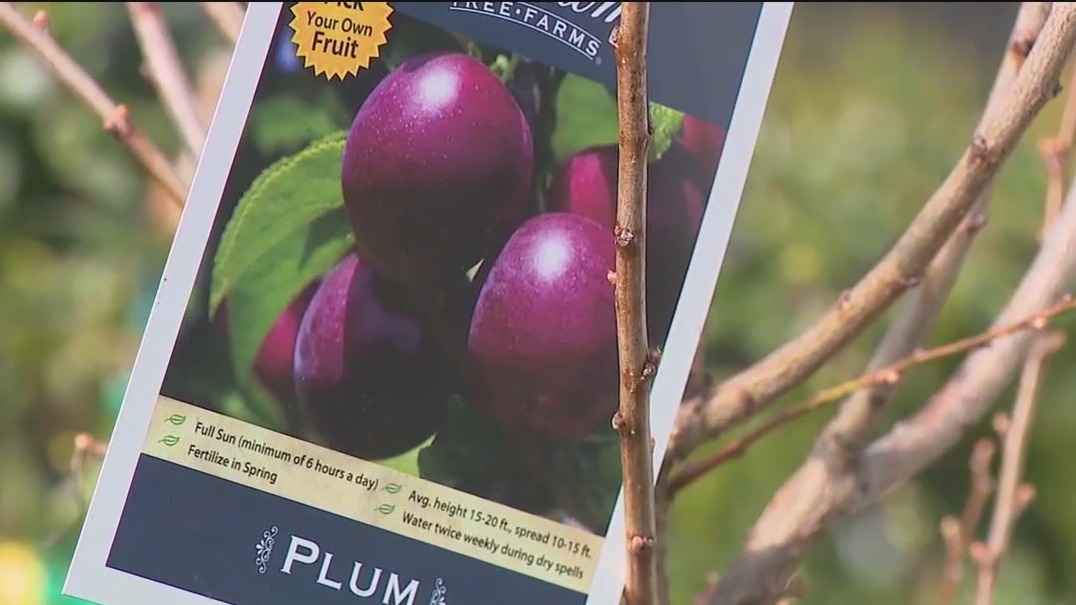 Tips for growing fruits and berries