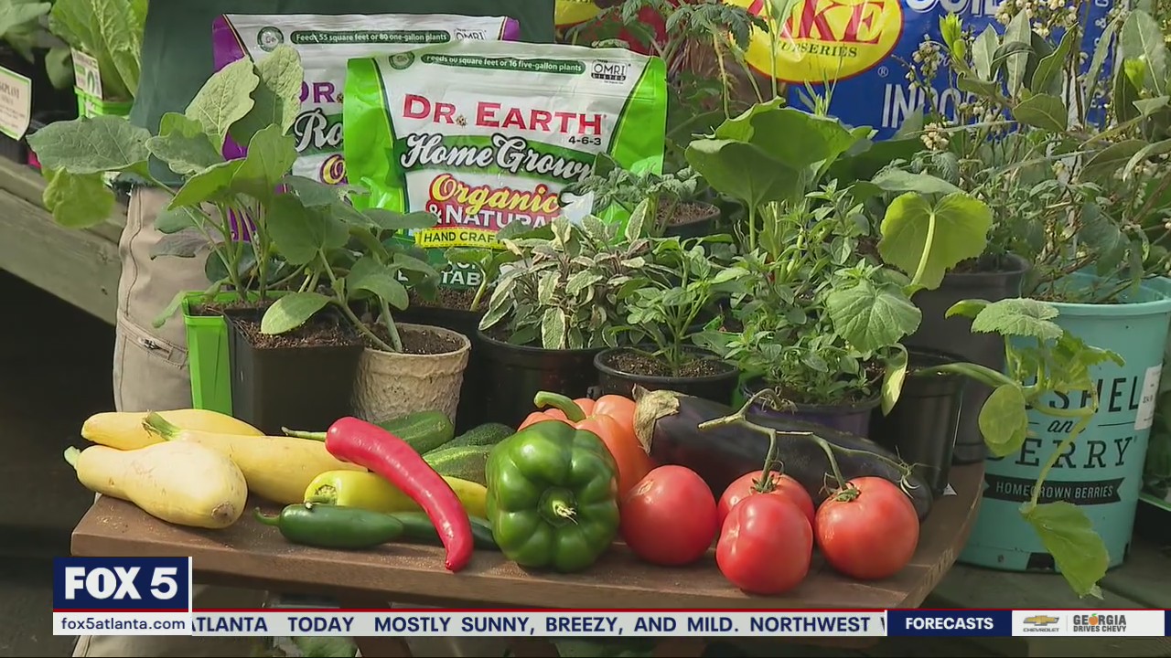 Tips on starting your own spring veggie garden