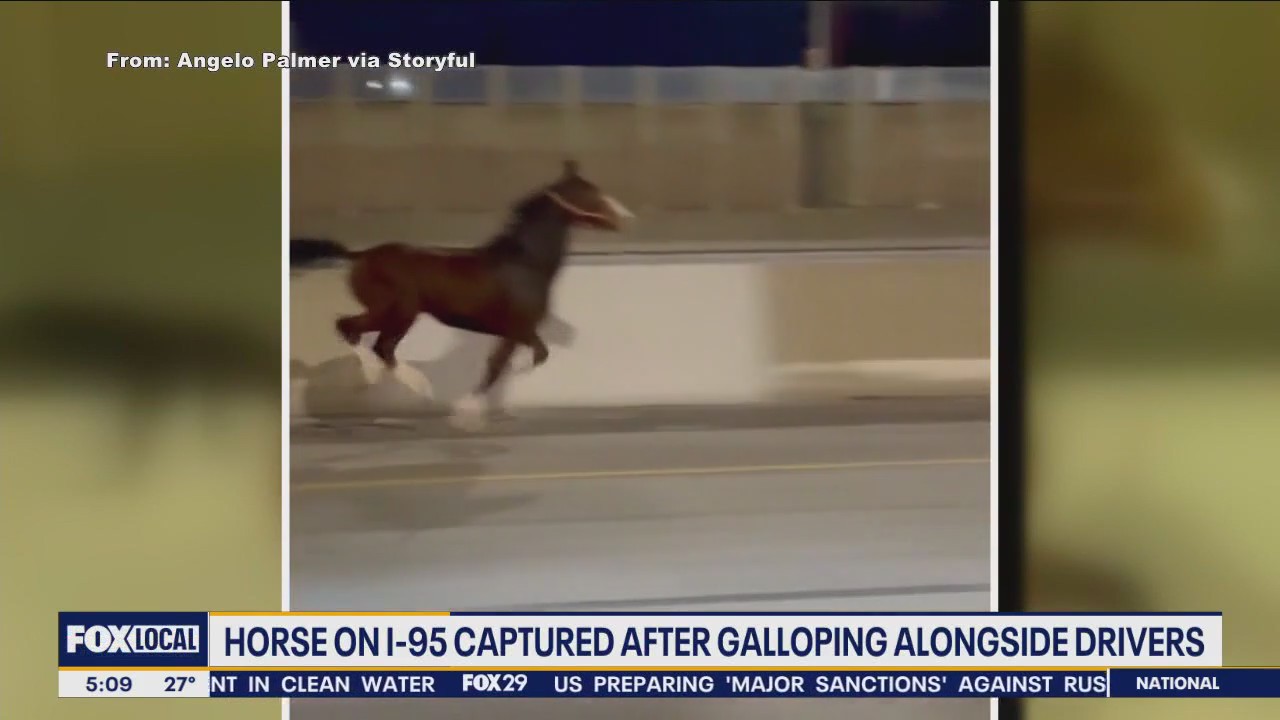 Riding clubs plans to increase security after horse gets loose on I-95