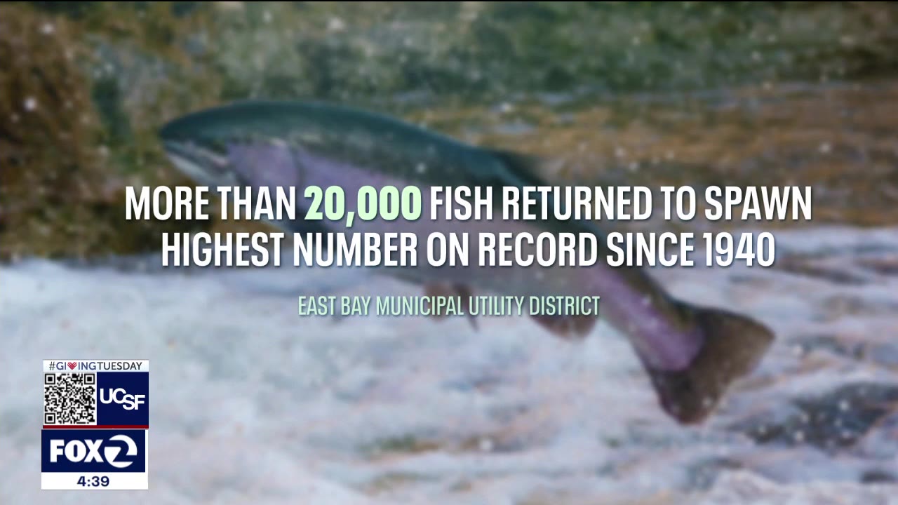 Salmon return to Mokelumne River in record numbers