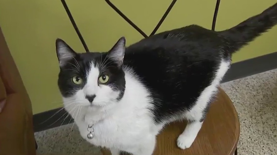 Coffee, cuddles at Roseville’s new cat cafe