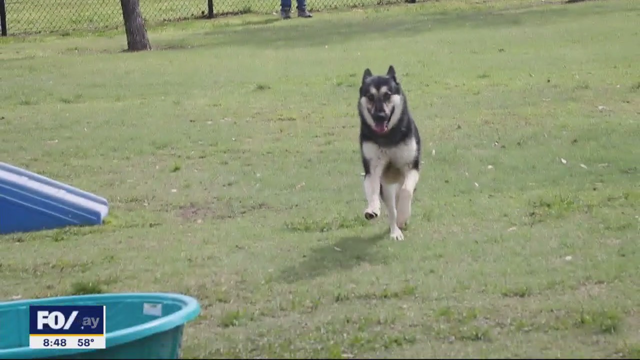 Dog of the Day: Allister