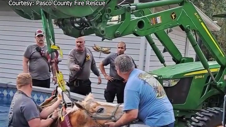 Horse rescued from Pasco County pool