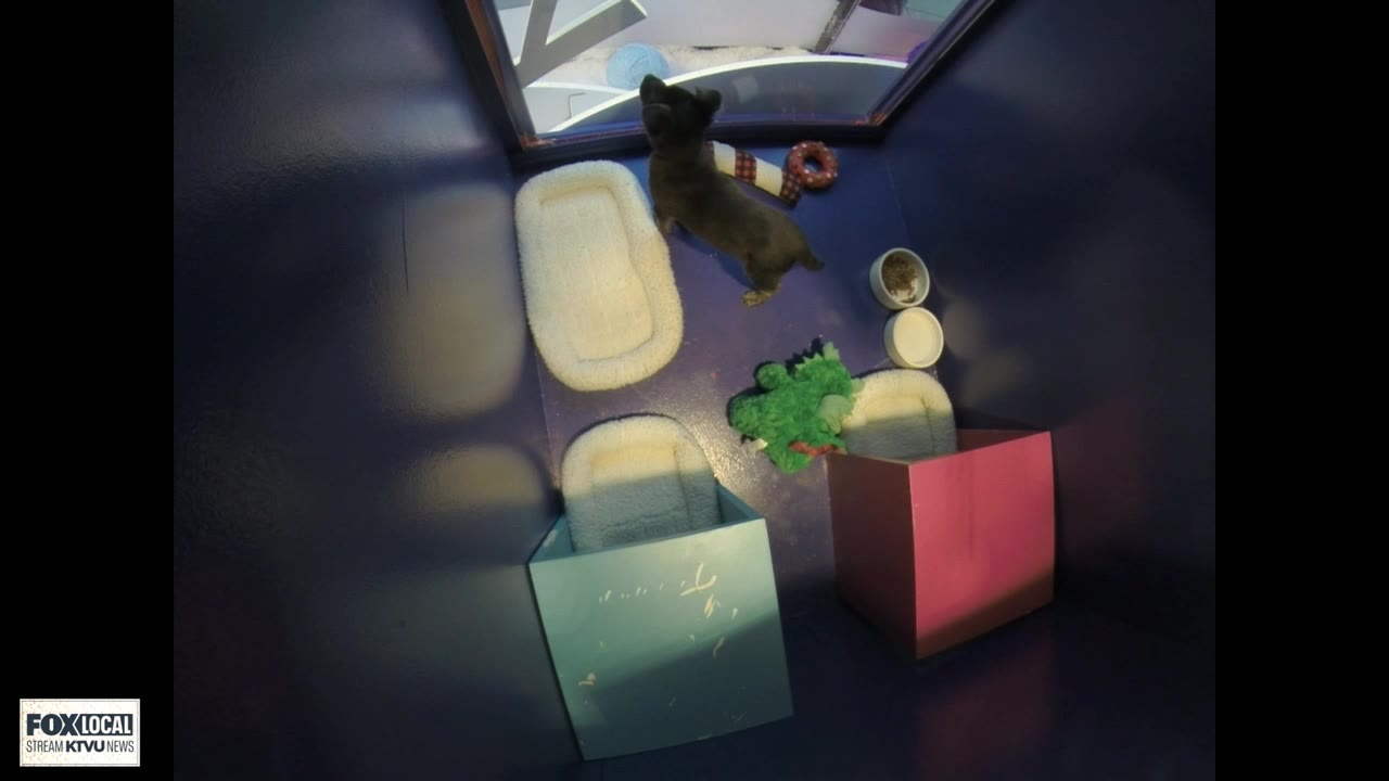 Holiday animal cam