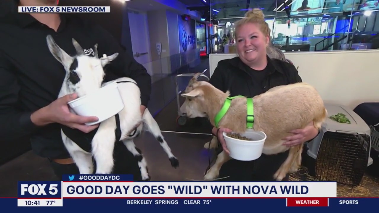 GoodDay goes 'Wild' with NOVA Wild!