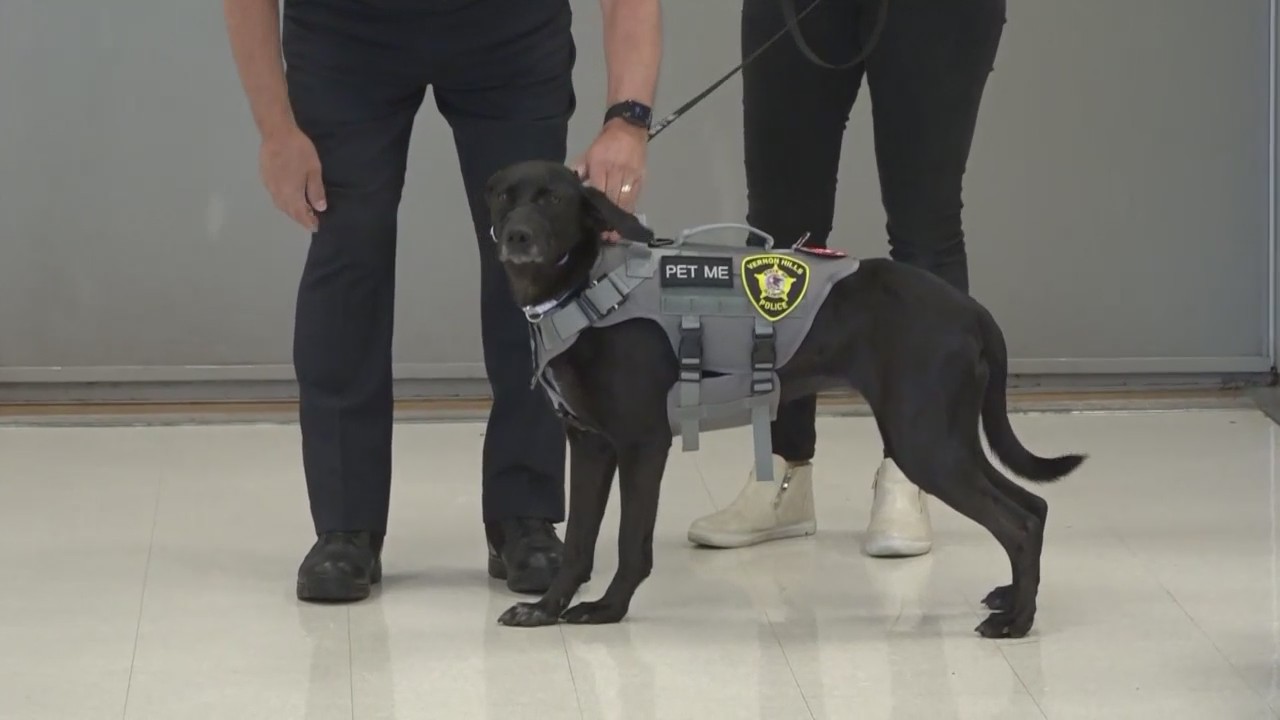 Suburban students essays lead to emotional support dog in police department