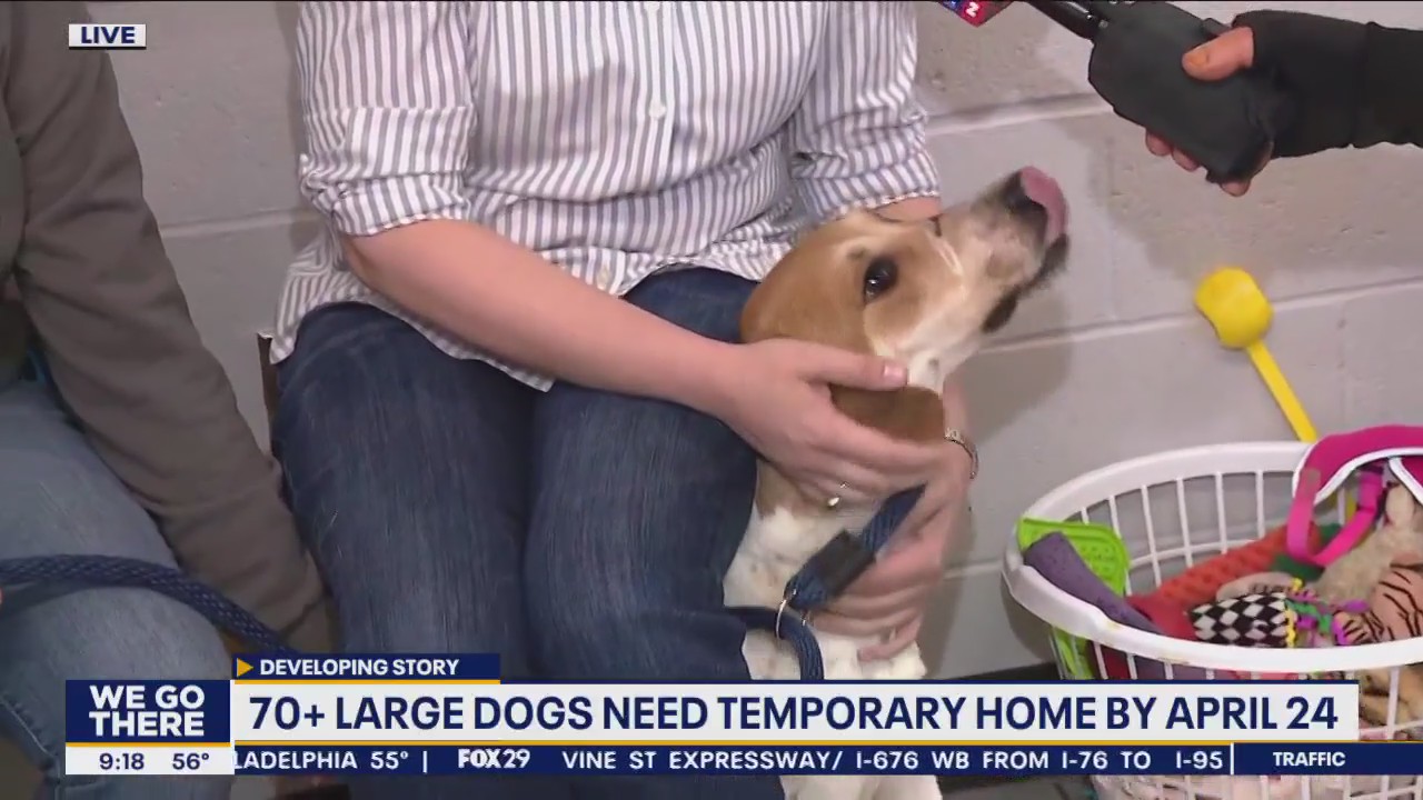 ACCT Philly searching for homes for more than 70 large dogs
