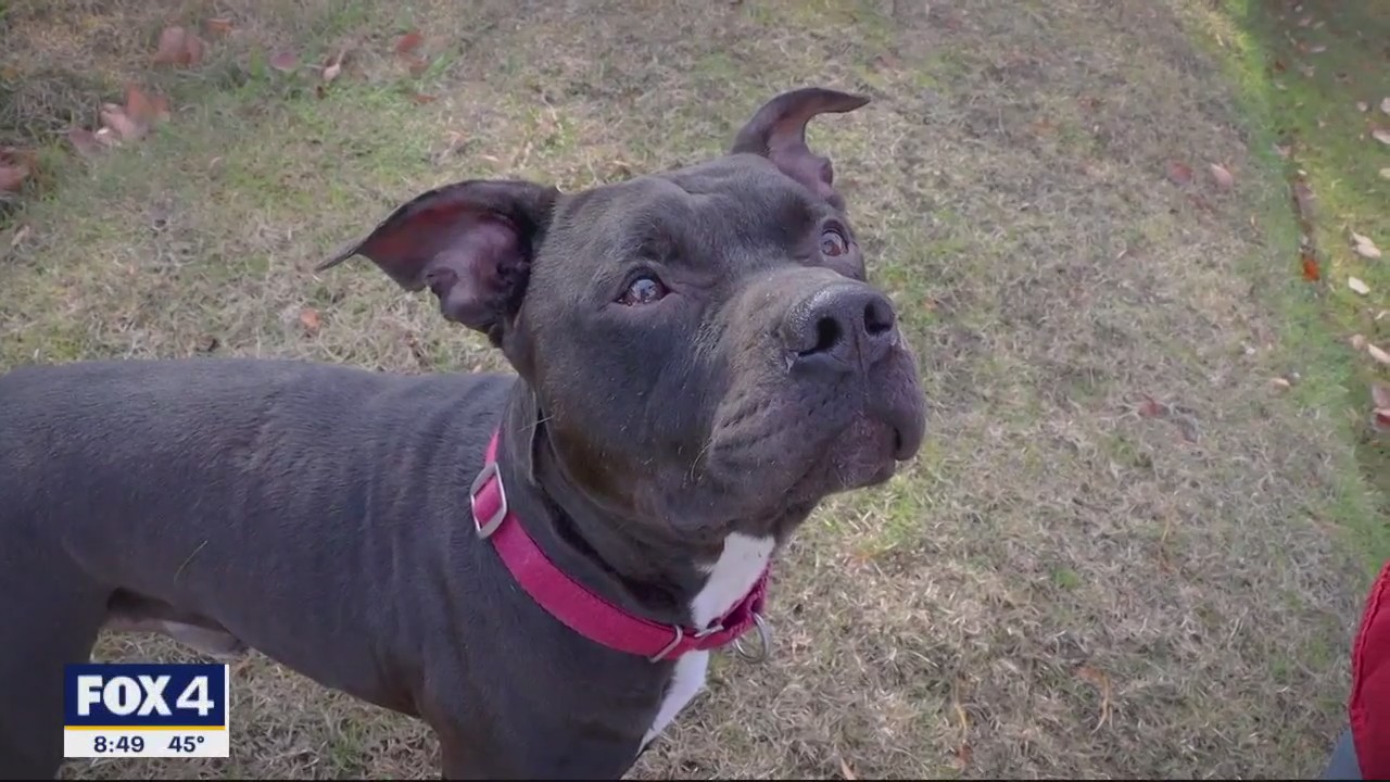 Dog of the Day: Dil