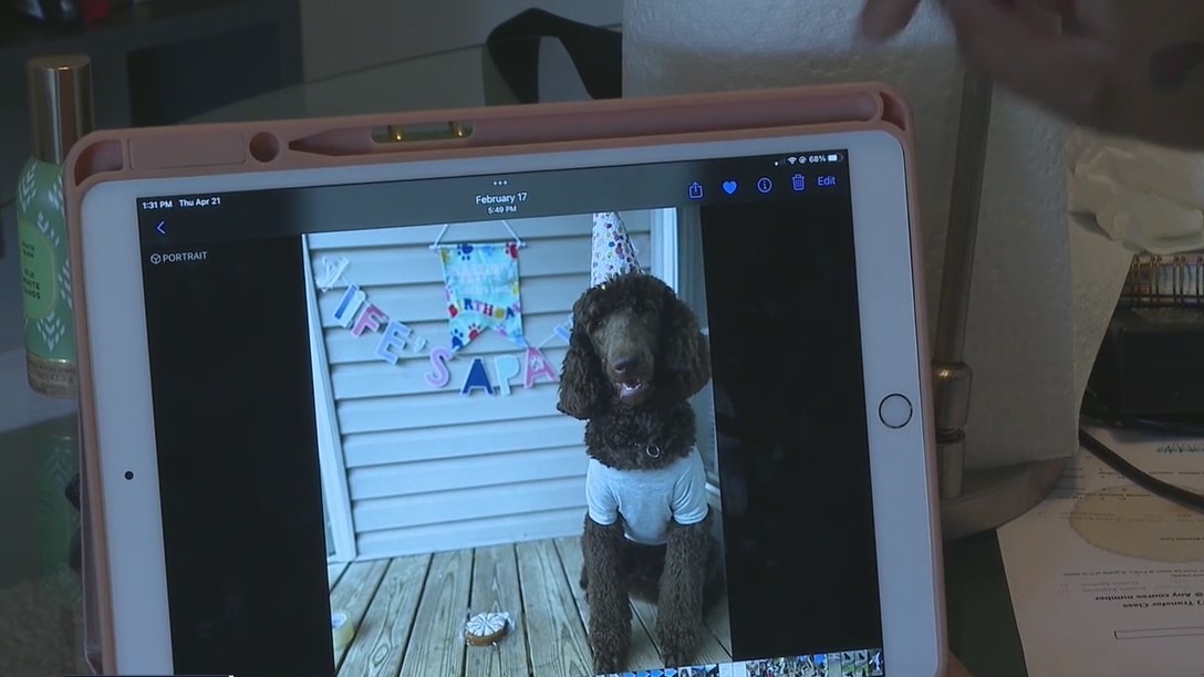 Family hopes for safe return of missing therapy dogs