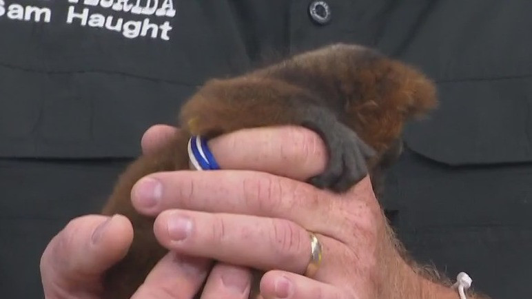Wild Wednesday: Red ruffed lemur joins GDO