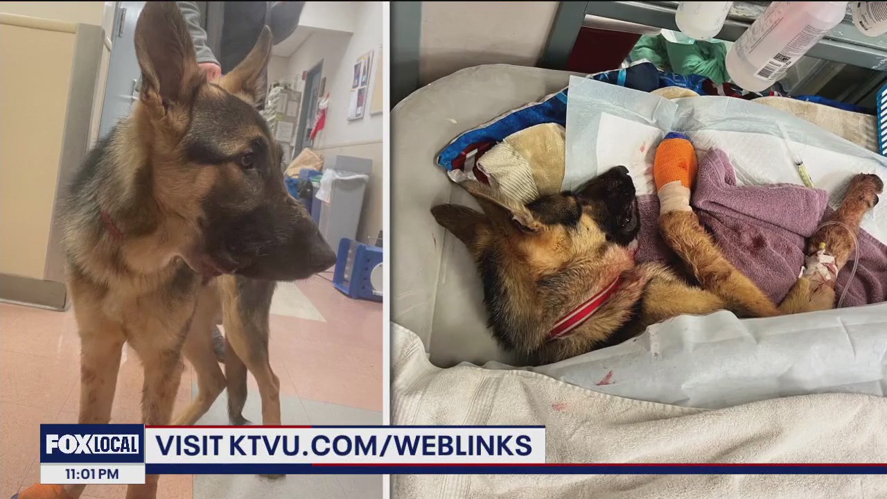 German shepherd shot through her snout in San Jose