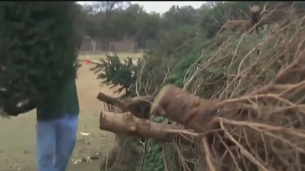 Recycling Christmas trees: What to do