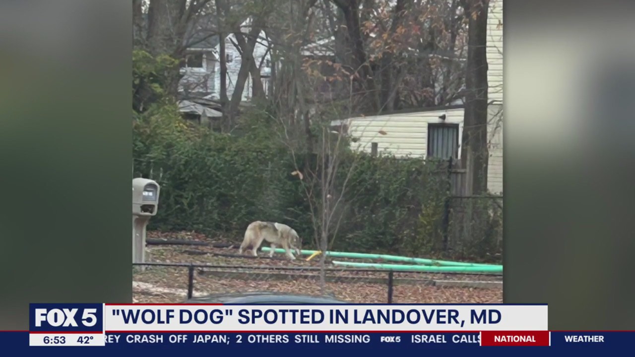 Wolf-dog hybrid spotted roaming parts of Prince George's County
