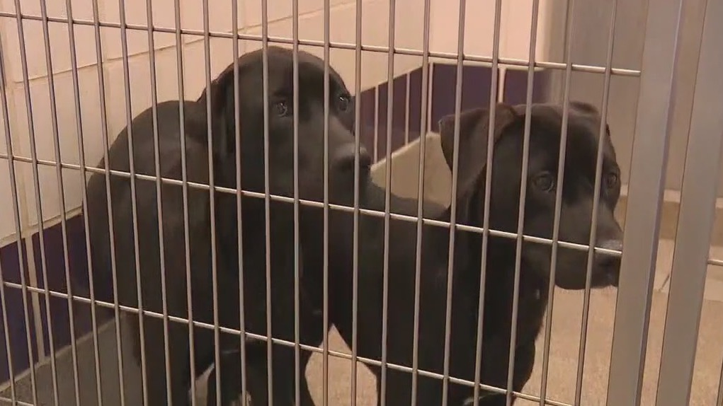 WCRAS offers umbrellas, adoptions