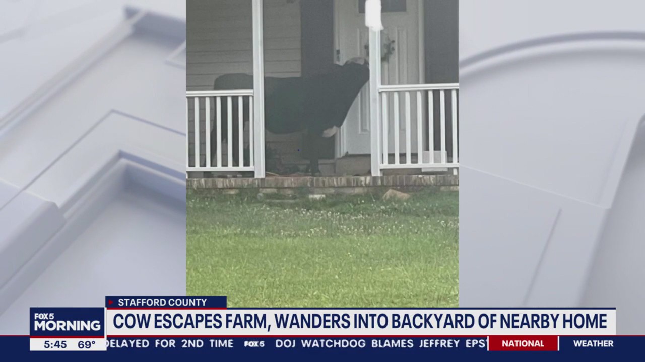 Cow gets loose from Stafford County farm