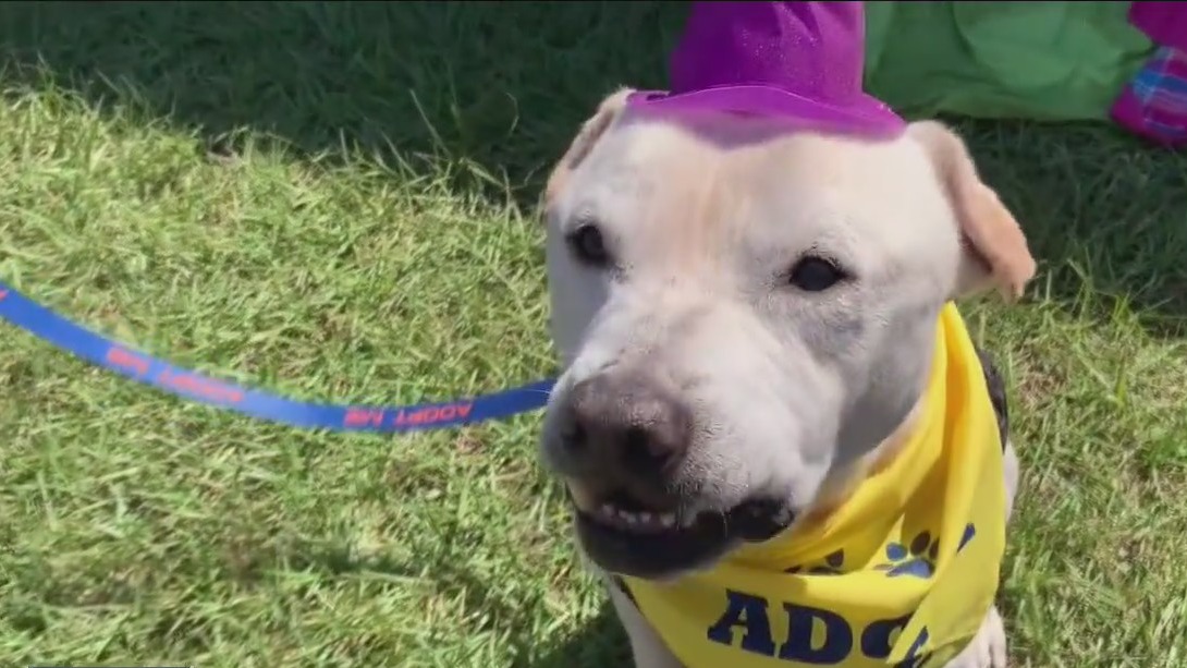 Multi-county mega adoption event held in Dade City