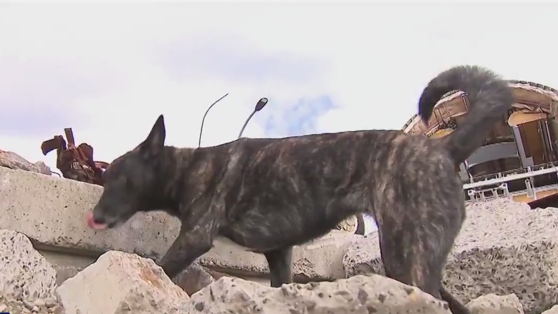 FDNY shows of search and rescue dogs, drones