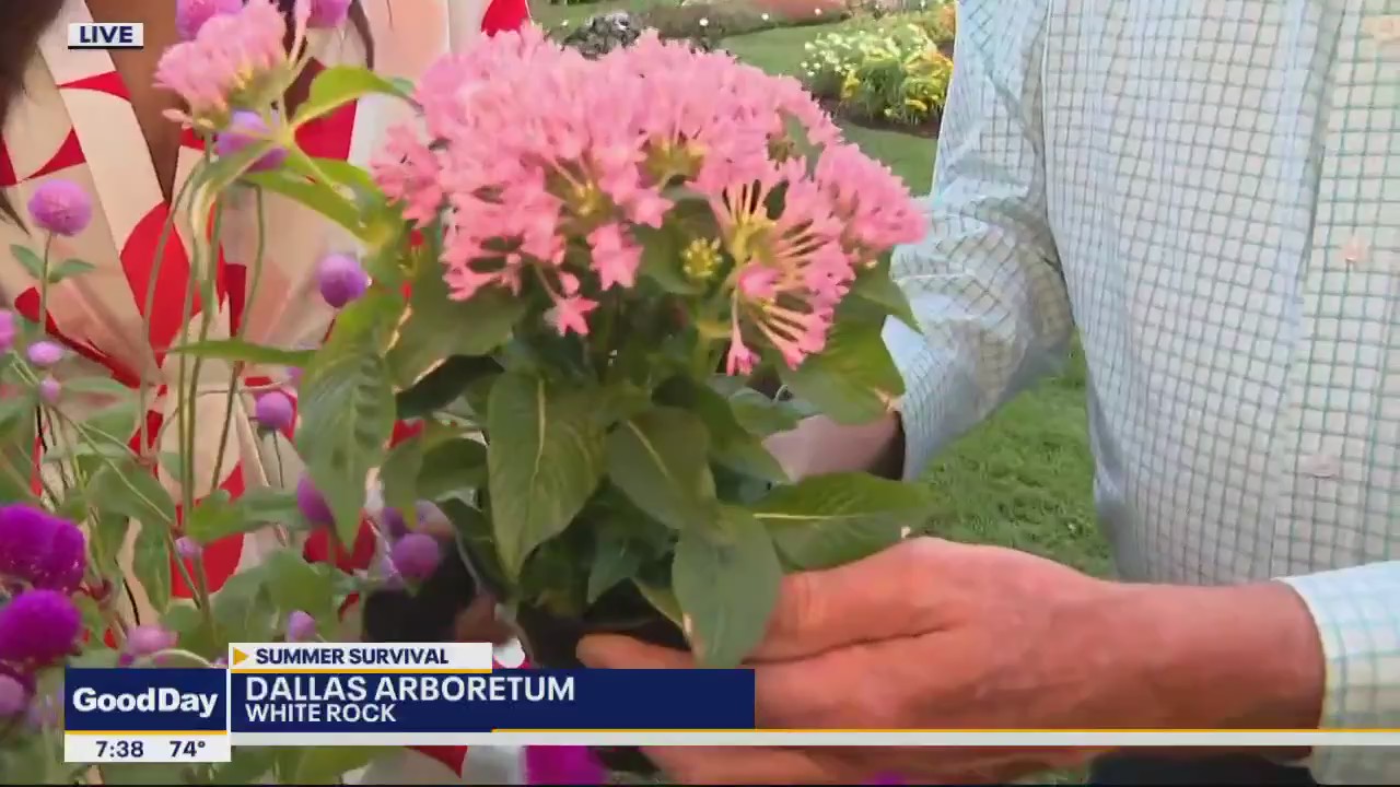Dallas Arboretum shares summer garden survival tips