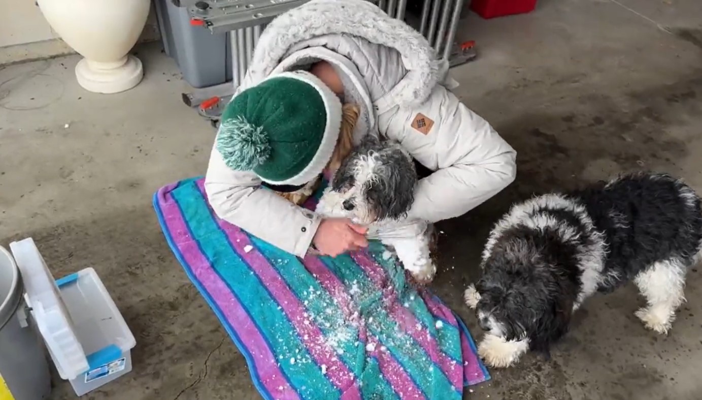 FOX 9's Karen Scullin tries the whisk trick to get snow off your dog's fur