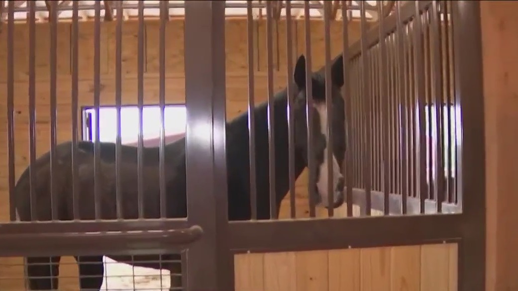 Equine therapy helping local foster children in residential treatment center for boys