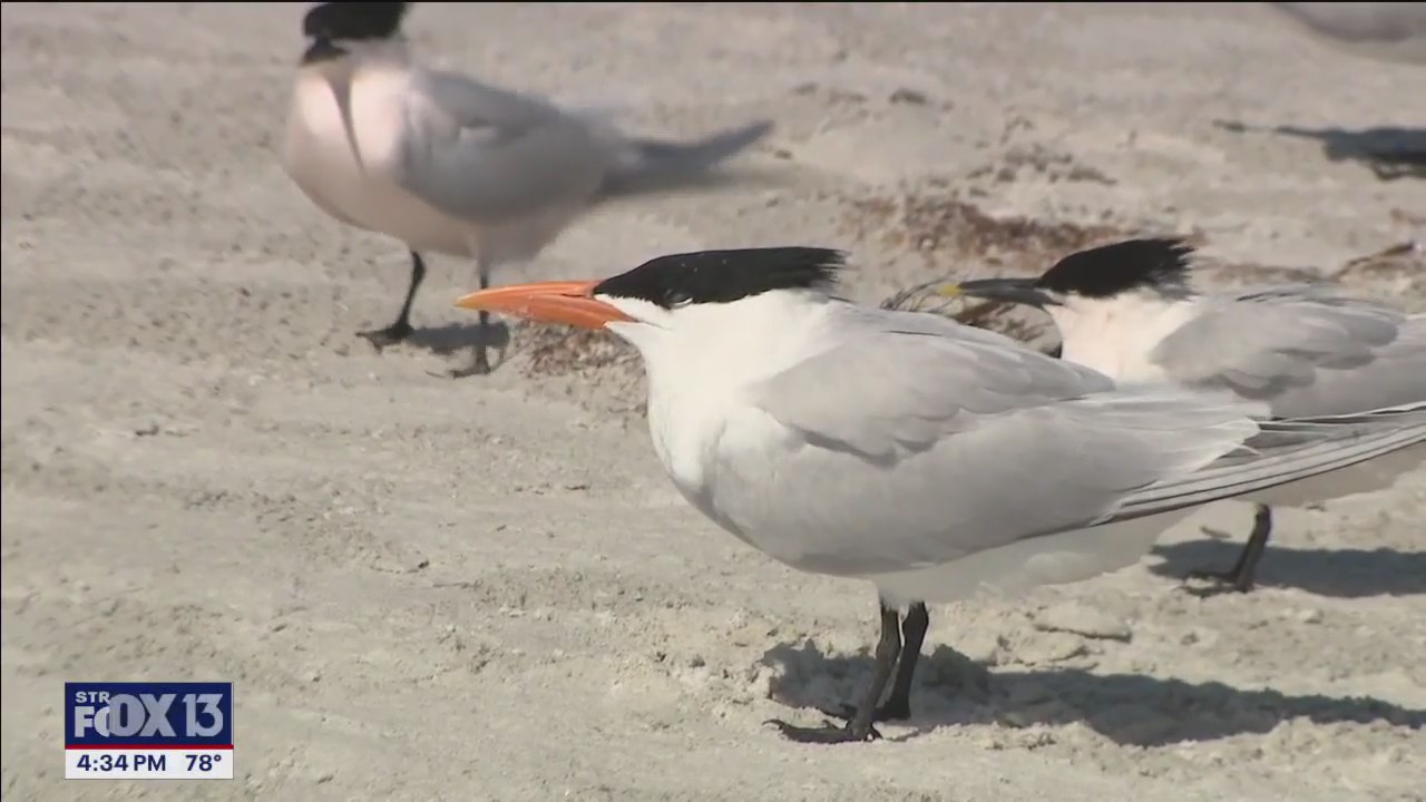 Volunteer Bird Stewards help educate beach goers
