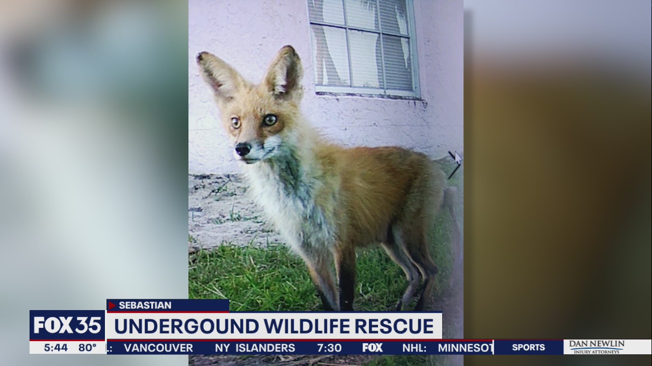 Rescuers help save baby foxes trapped under Florida home